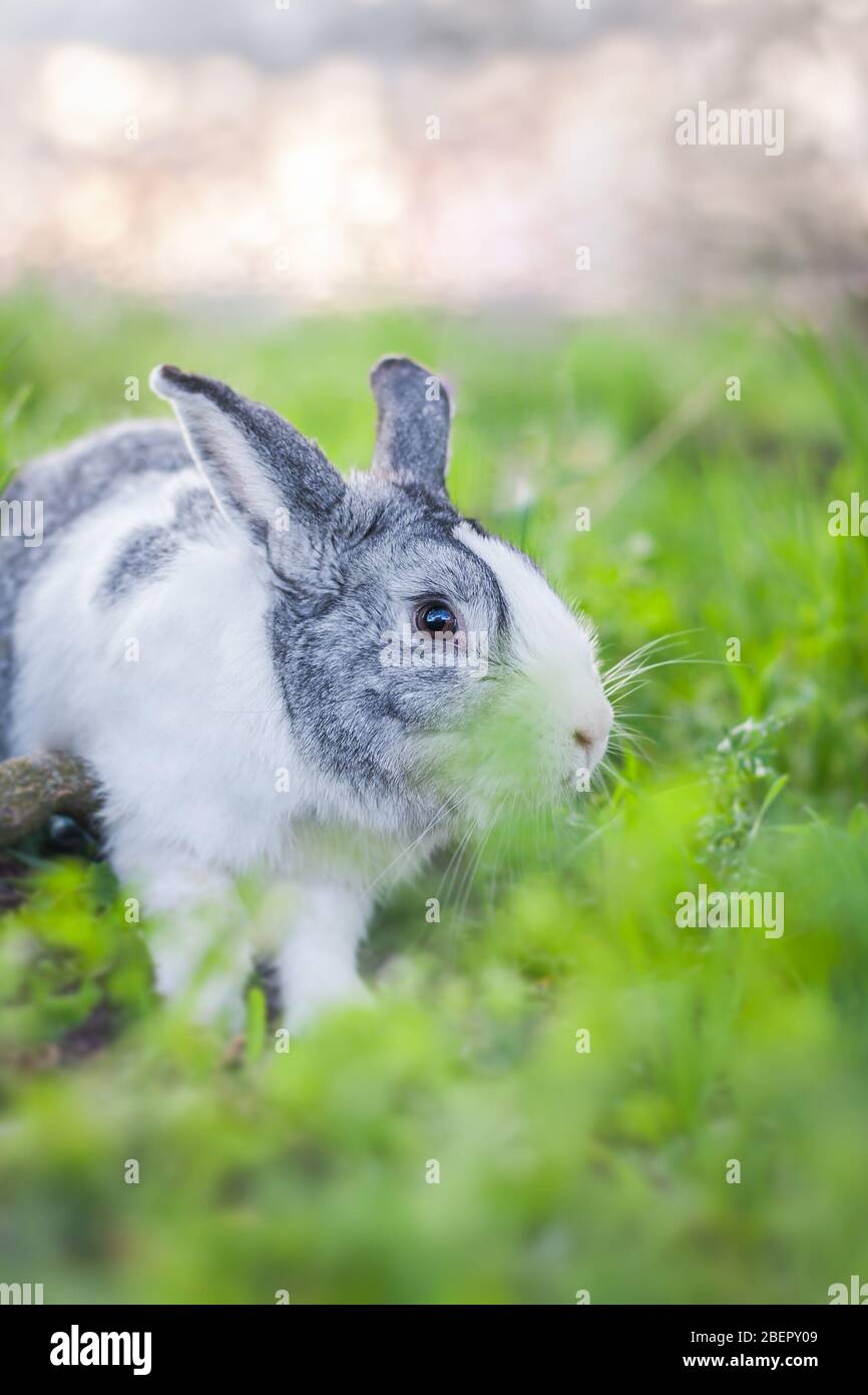 Rabbit adorable hi-res stock photography and images - Alamy