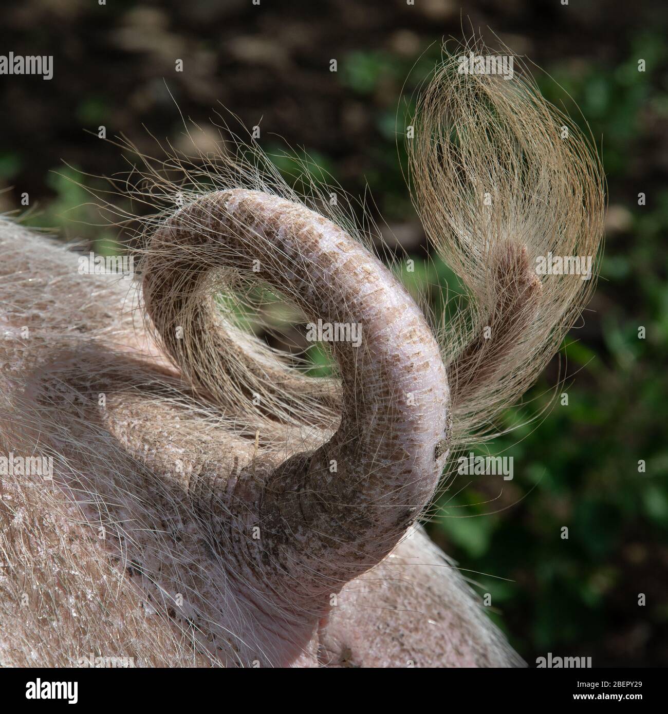 Close up of curly pig's tail Stock Photo