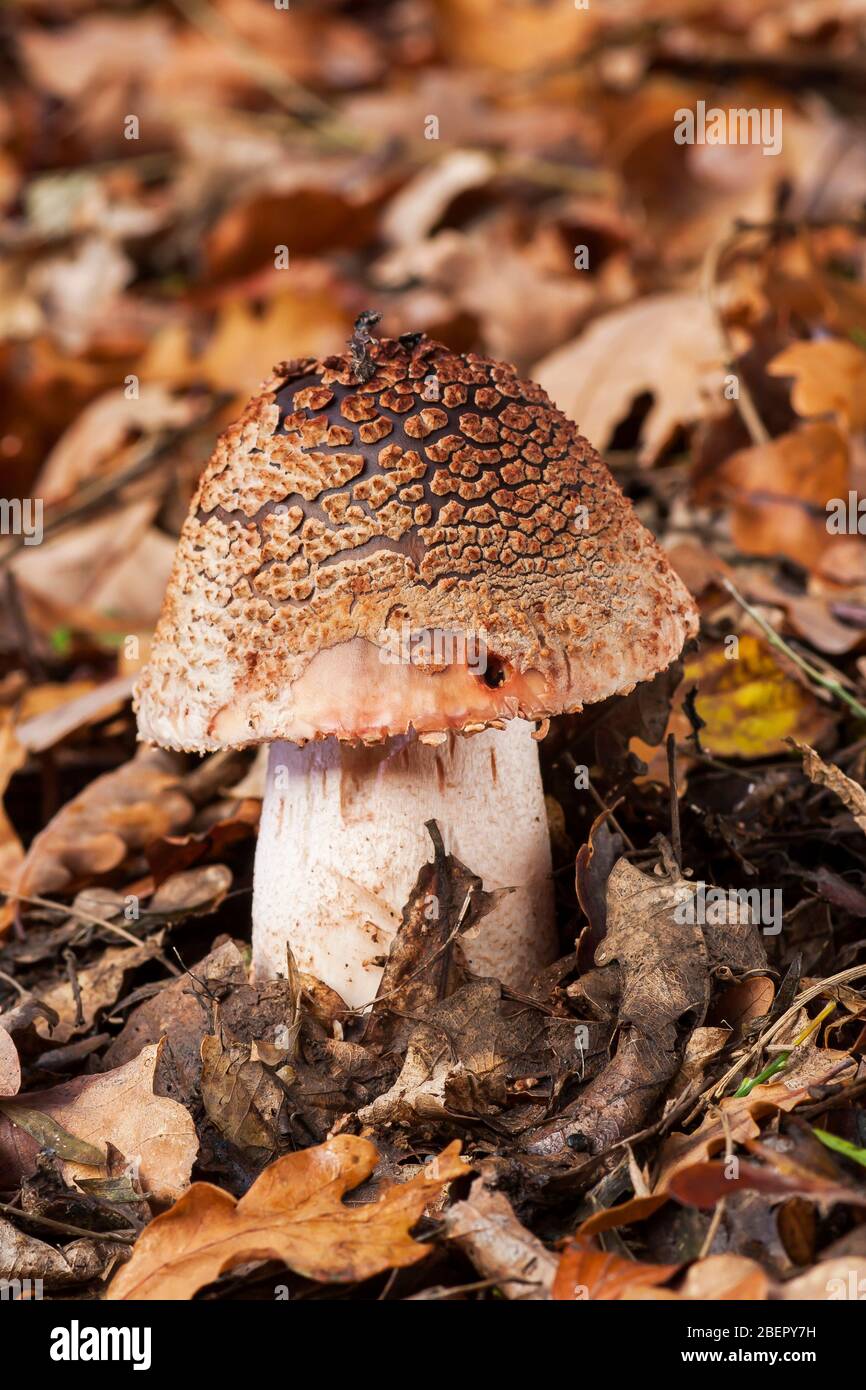 Amanita rubescens growing on the forest floor Stock Photo