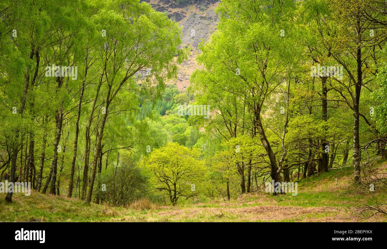 Spring trees in valley abouve Grange in the Lake District Stock Photo