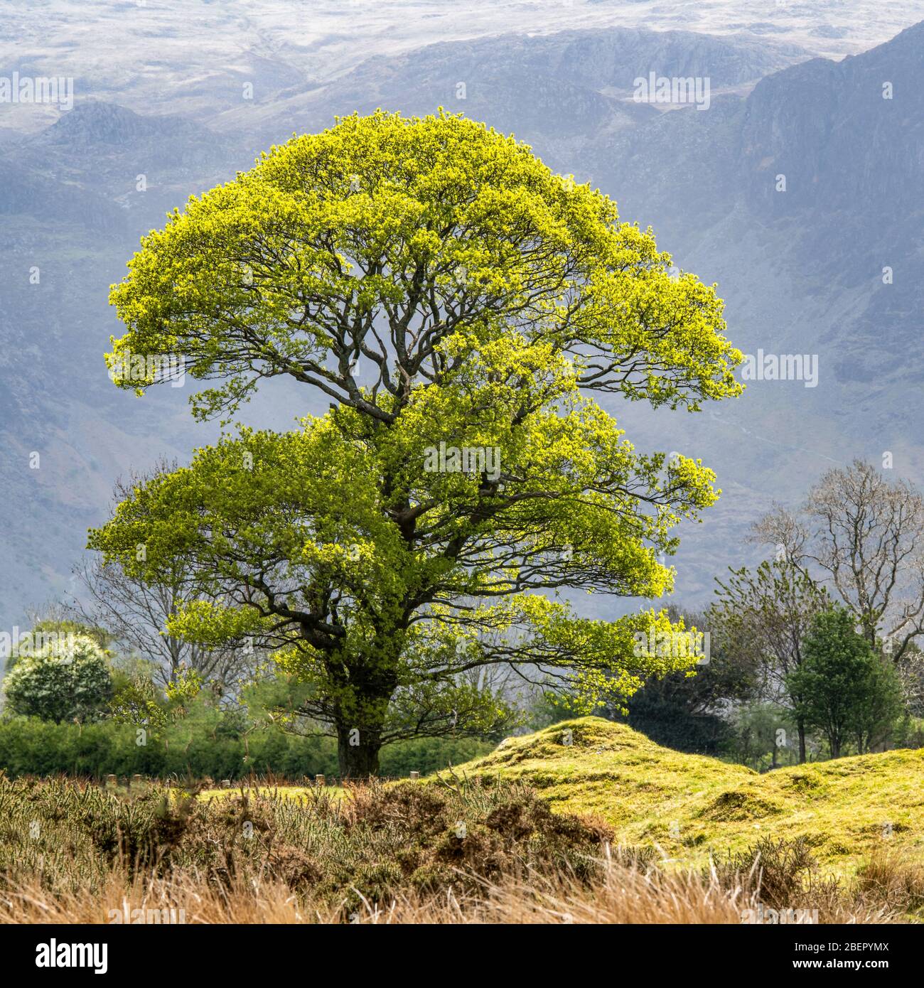 Oak tree in spring foliage in a feild at Crummock Water in the Lake District Stock Photo
