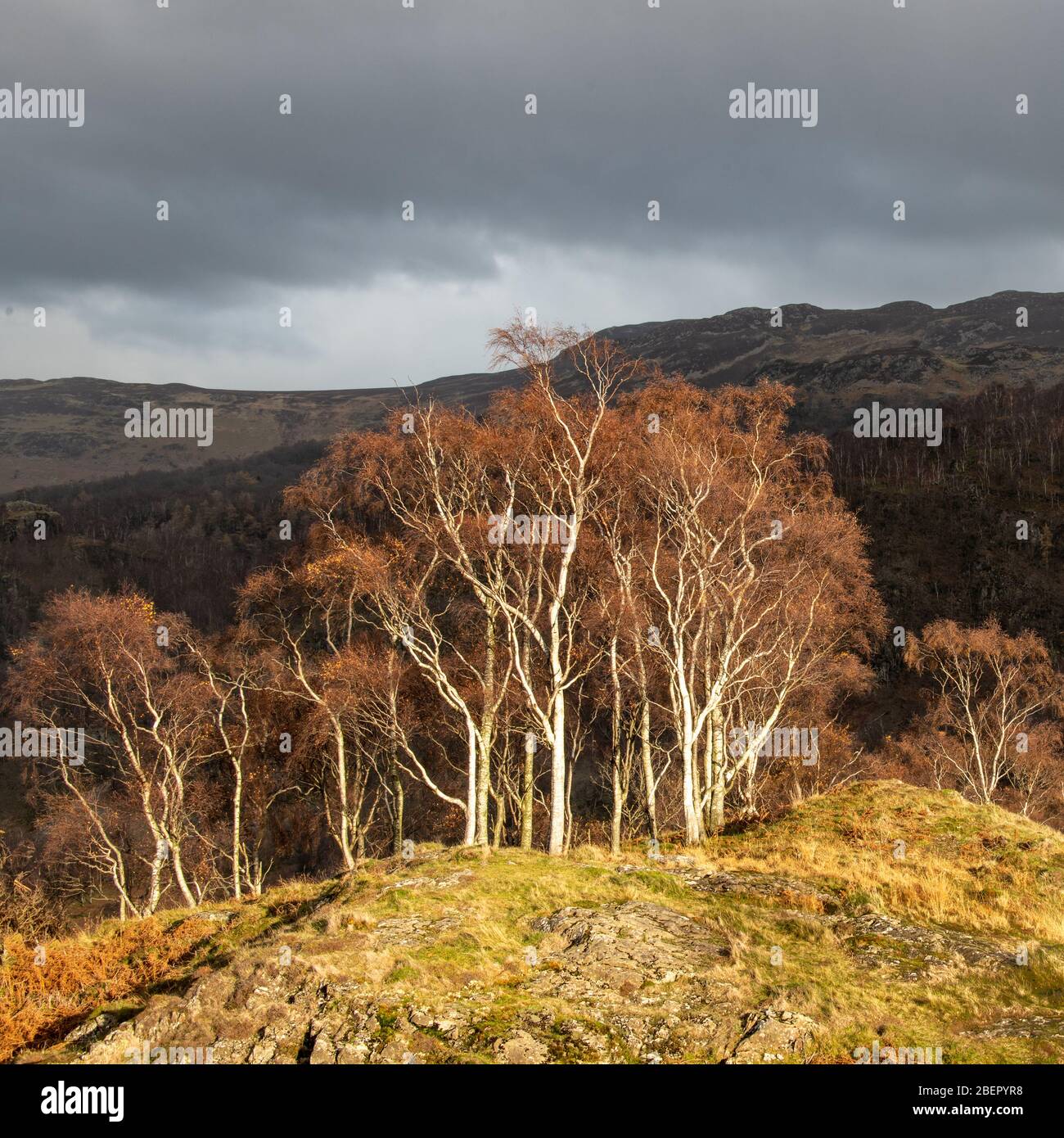Sunlit autumn birch trees in a Lake District valley abouve Grange Stock Photo