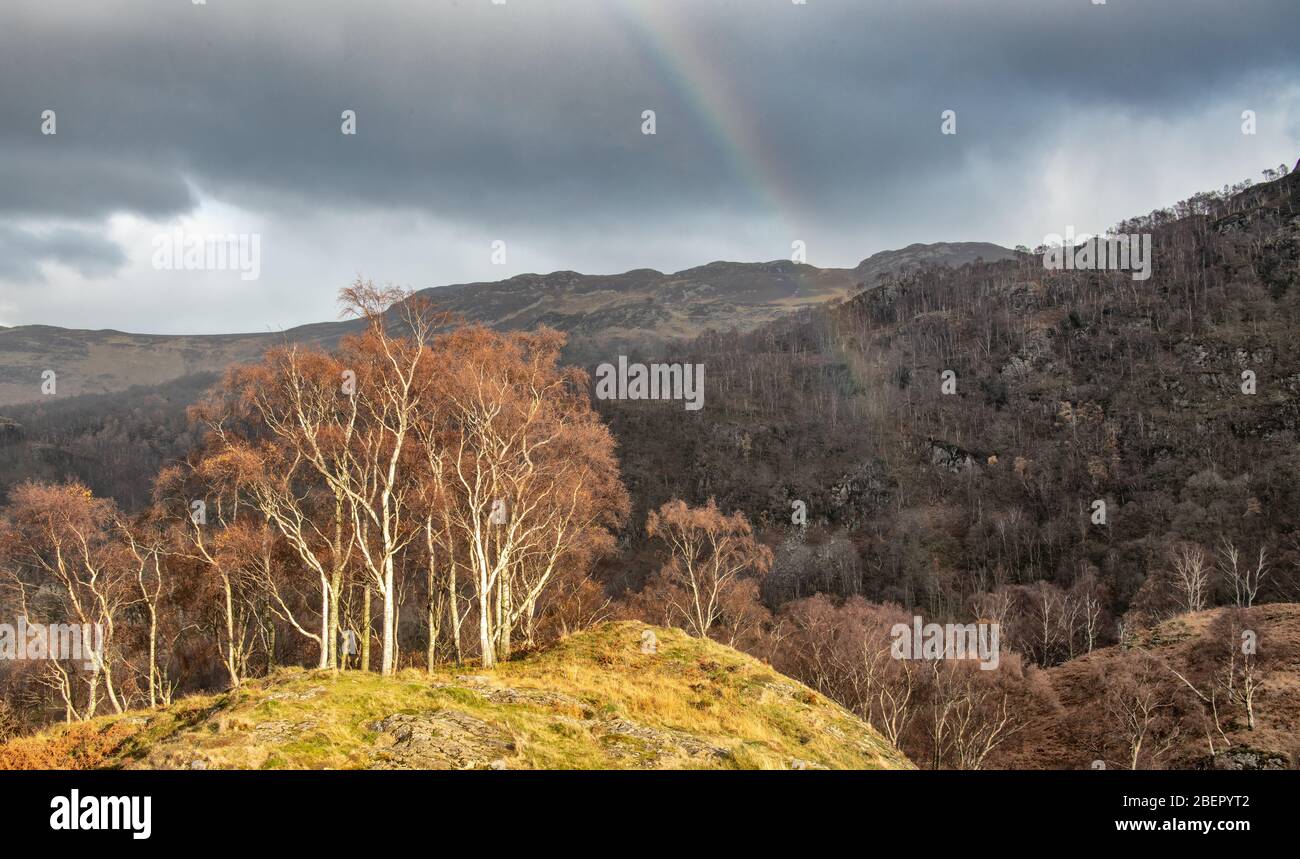 Sunlit autumn birch trees in a Lake District valley abouve Grange Stock Photo