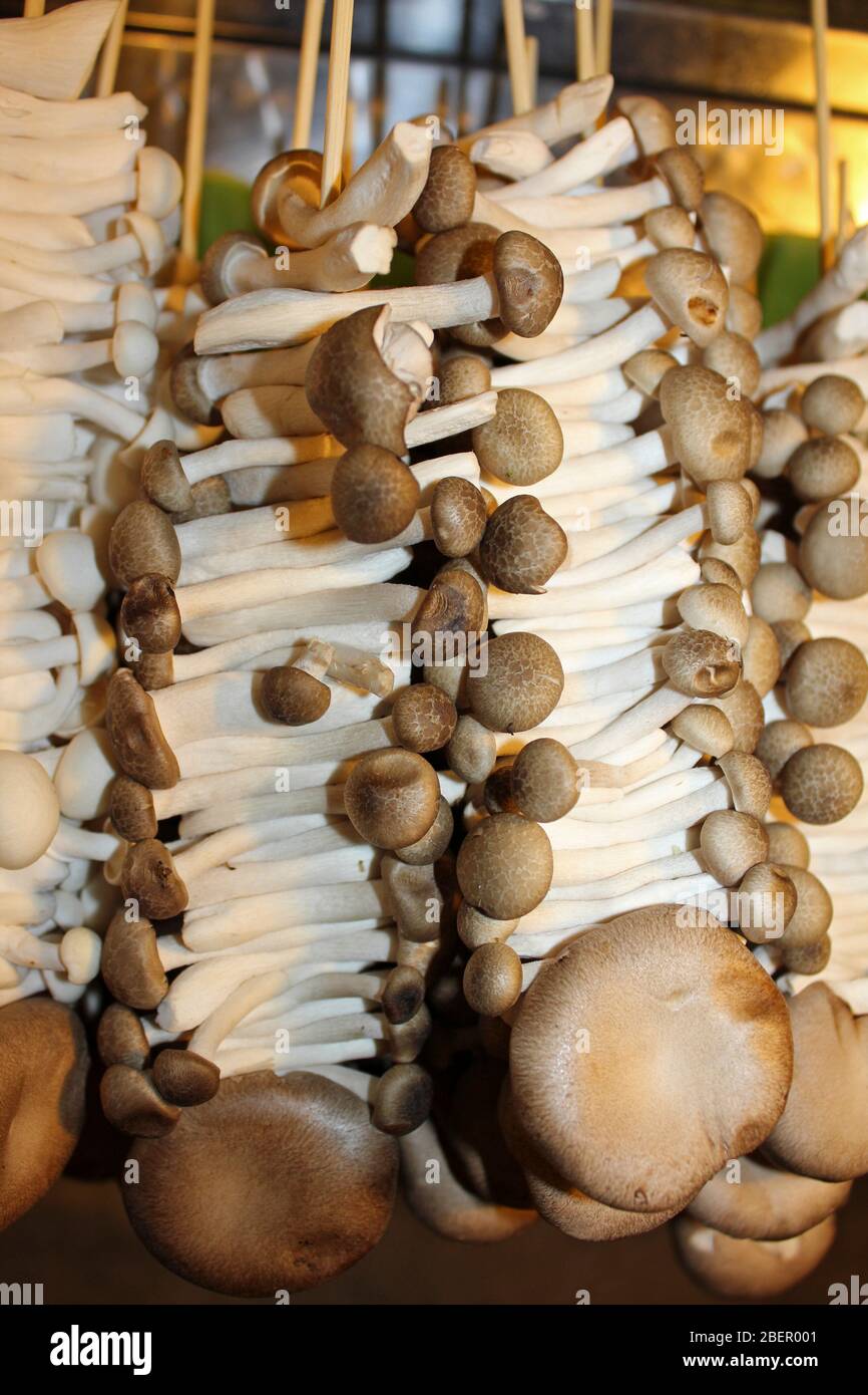 Fake Mushrooms For Sale In Bangkok, Thailand Stock Photo, Picture