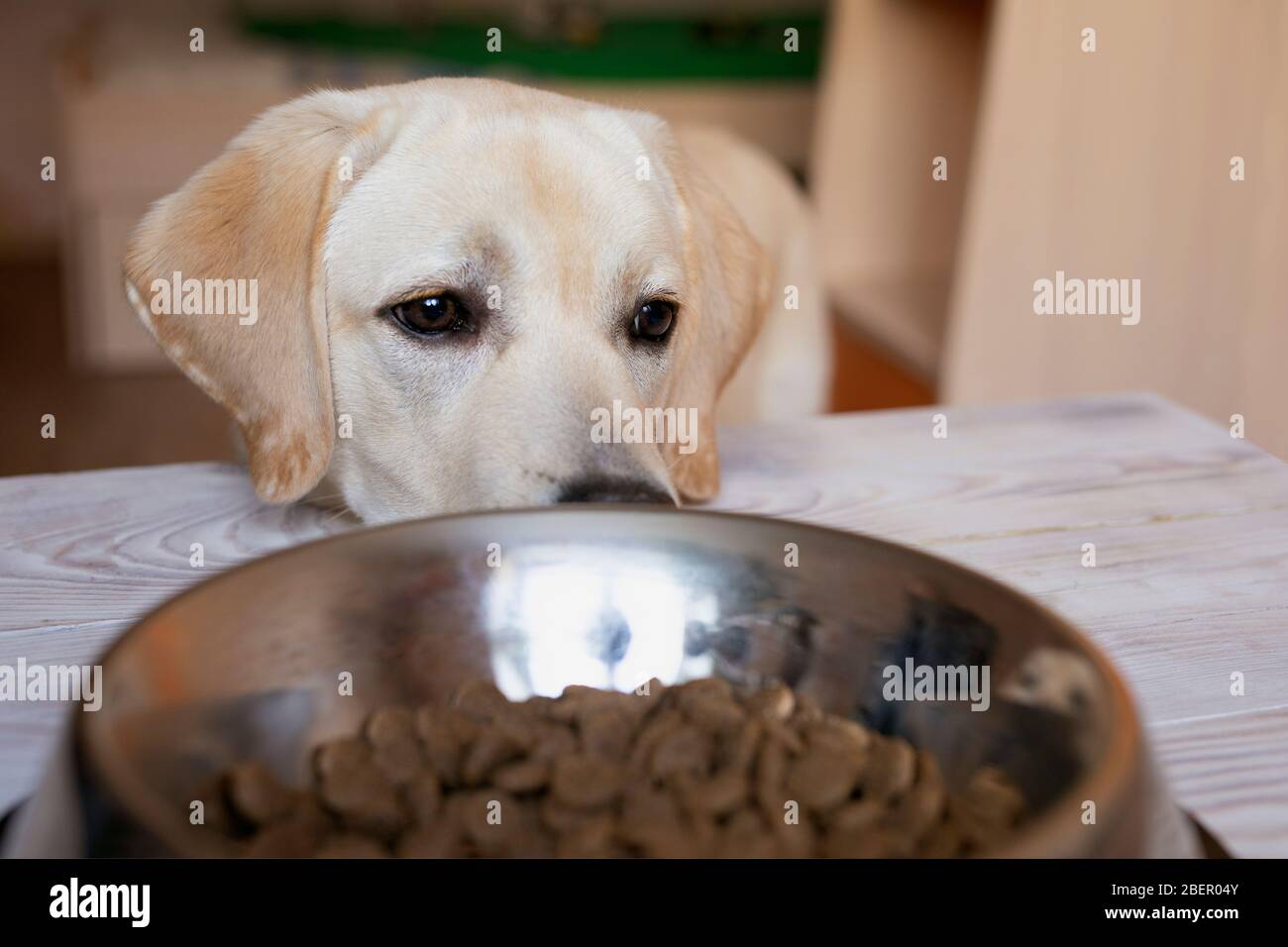 Hyngry sad dog is waiting for feeding. sitting with his head on table near bowl of food. Stock Photo