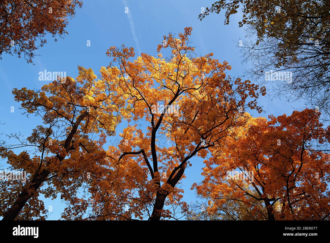 Golden Tree with blue Sky Stock Photo - Alamy