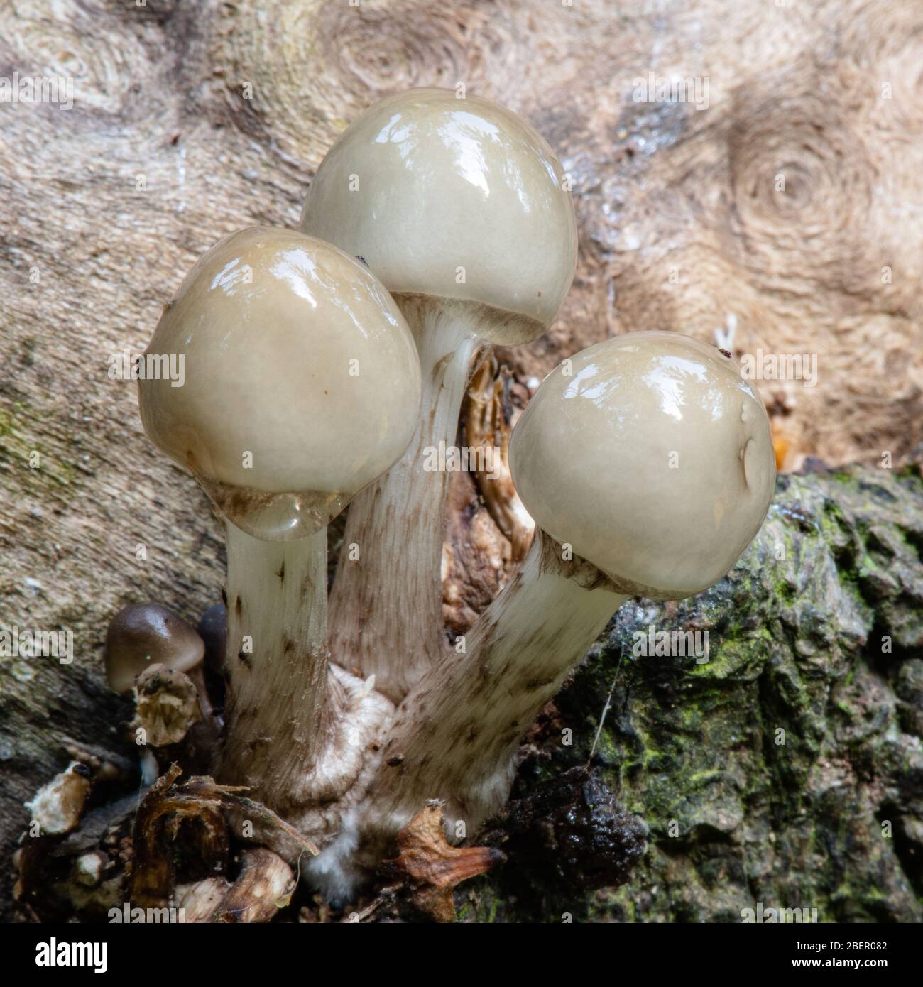 Three small fugi on a log Stock Photo