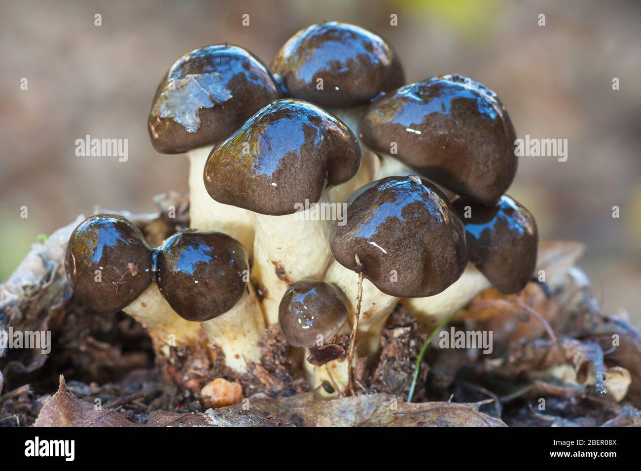 Hygrophorus hypothejus growing on the forest floor Stock Photo