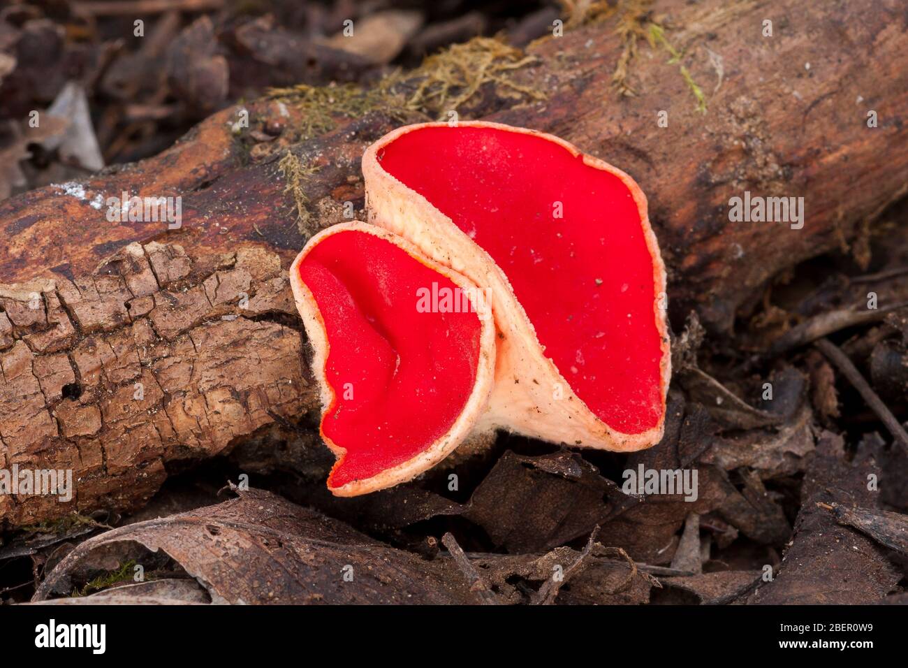 sarcoscypha coccinea growing up a dead trunk Stock Photo