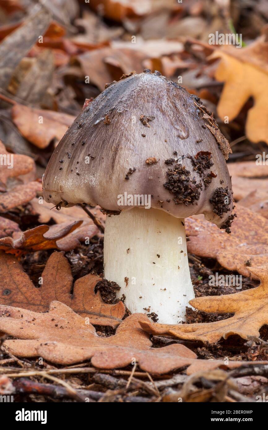 Tricholoma portentosum growing on the forest floor Stock Photo