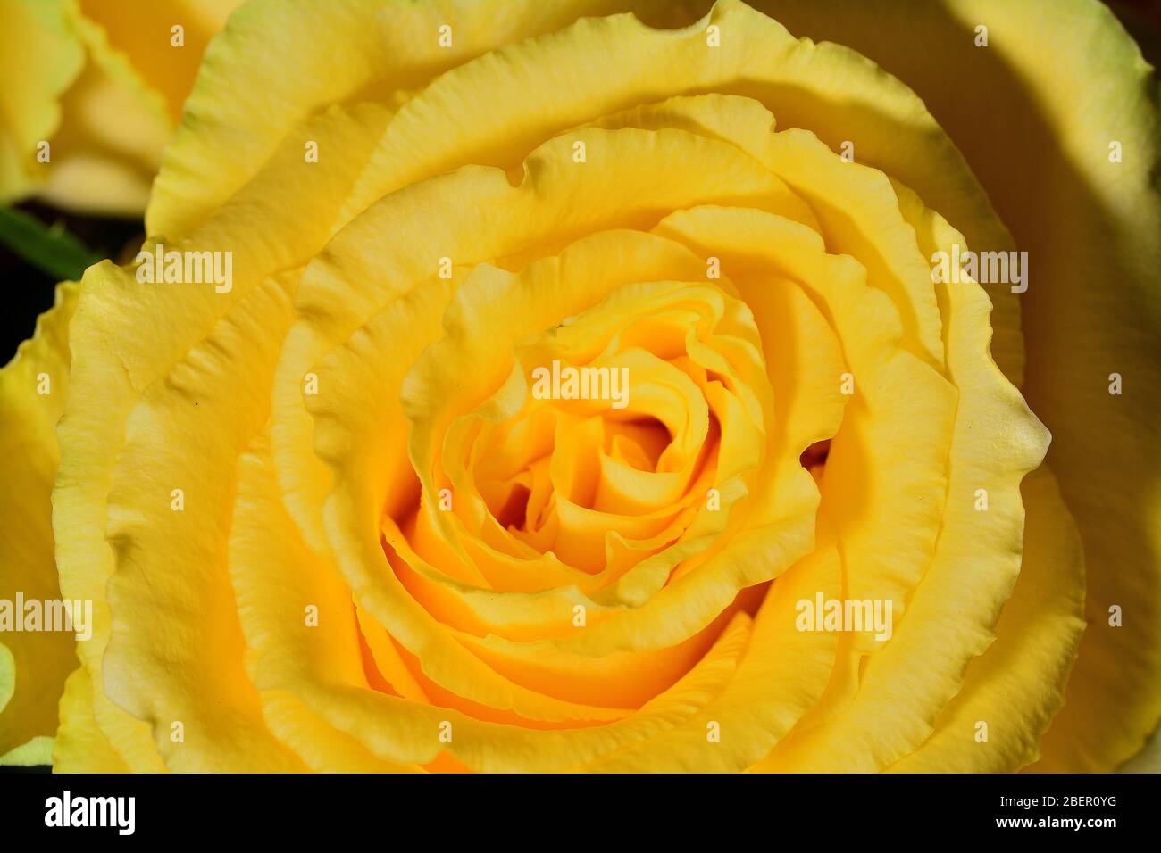 Yellow rose photo hi-res stock photography and images - Alamy
