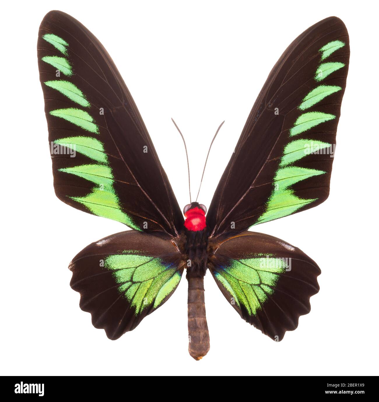 Green butterfly isolated on a white background Stock Photo - Alamy