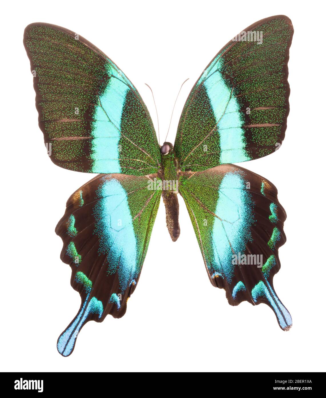 Morpho butterfly isolated on a white background Stock Photo - Alamy