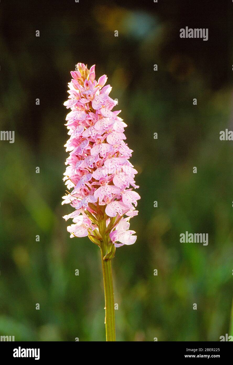 Guernsey. Flowering plants. Wild orchid flower (Dactylorhiza maculata). Stock Photo