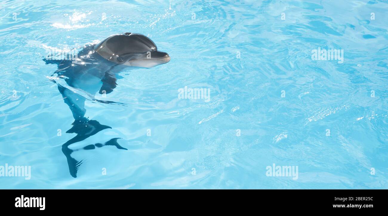 dolphins Stock Photo