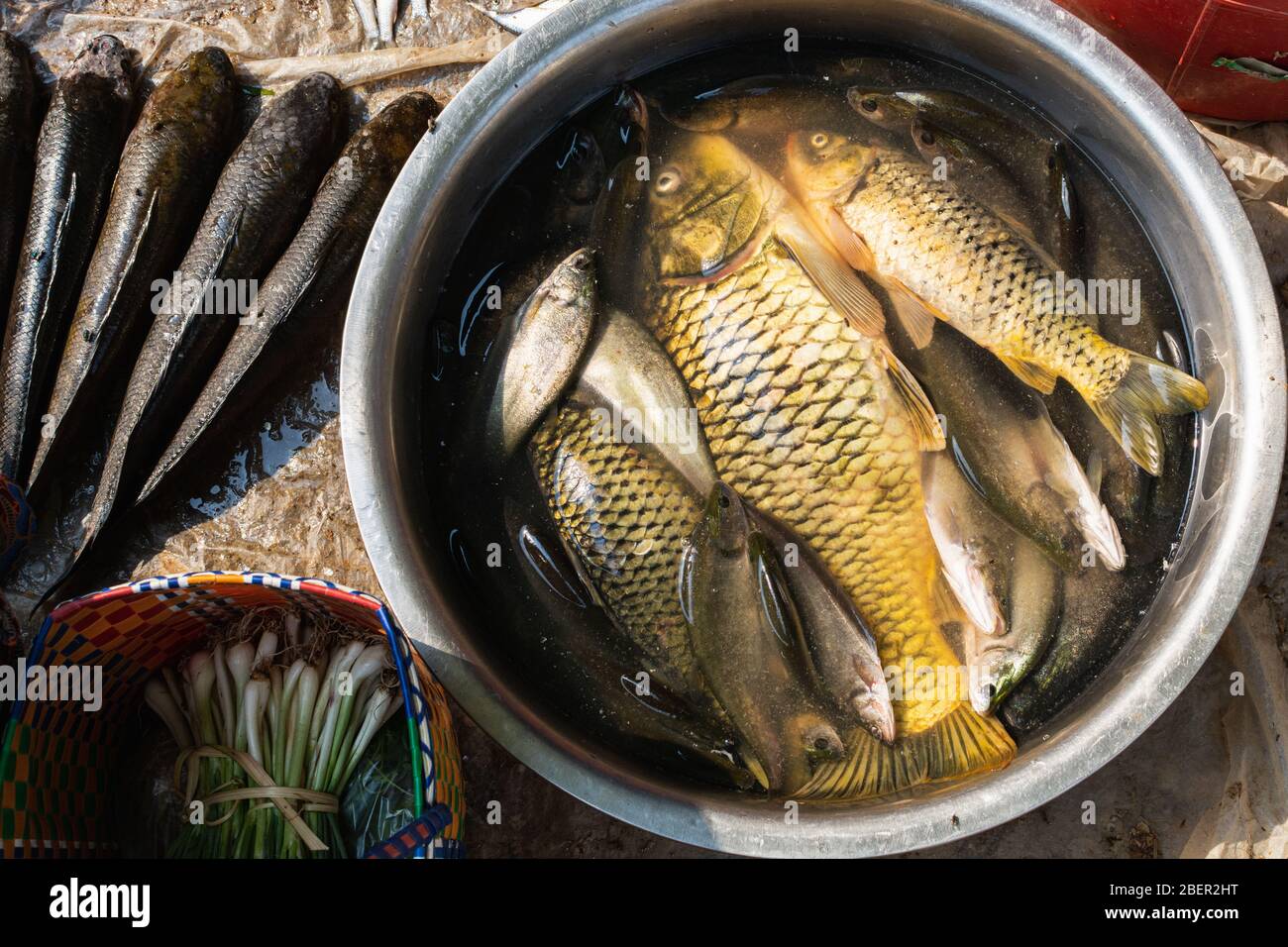 Inle lake fish in a bucket on the market of Indein, Myanmar. Stock Photo
