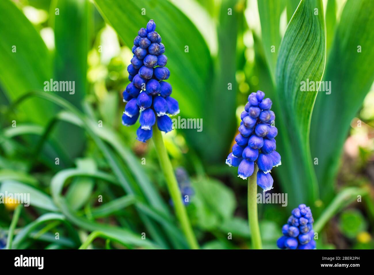 Grape hyacinths purple hires stock photography and images Alamy