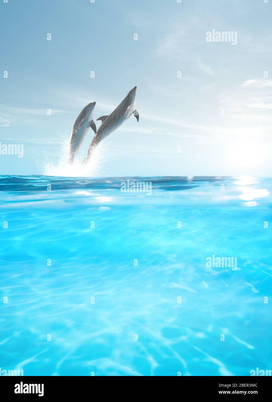 Bottlenosed dolphin underwater hires stock photography and images Alamy