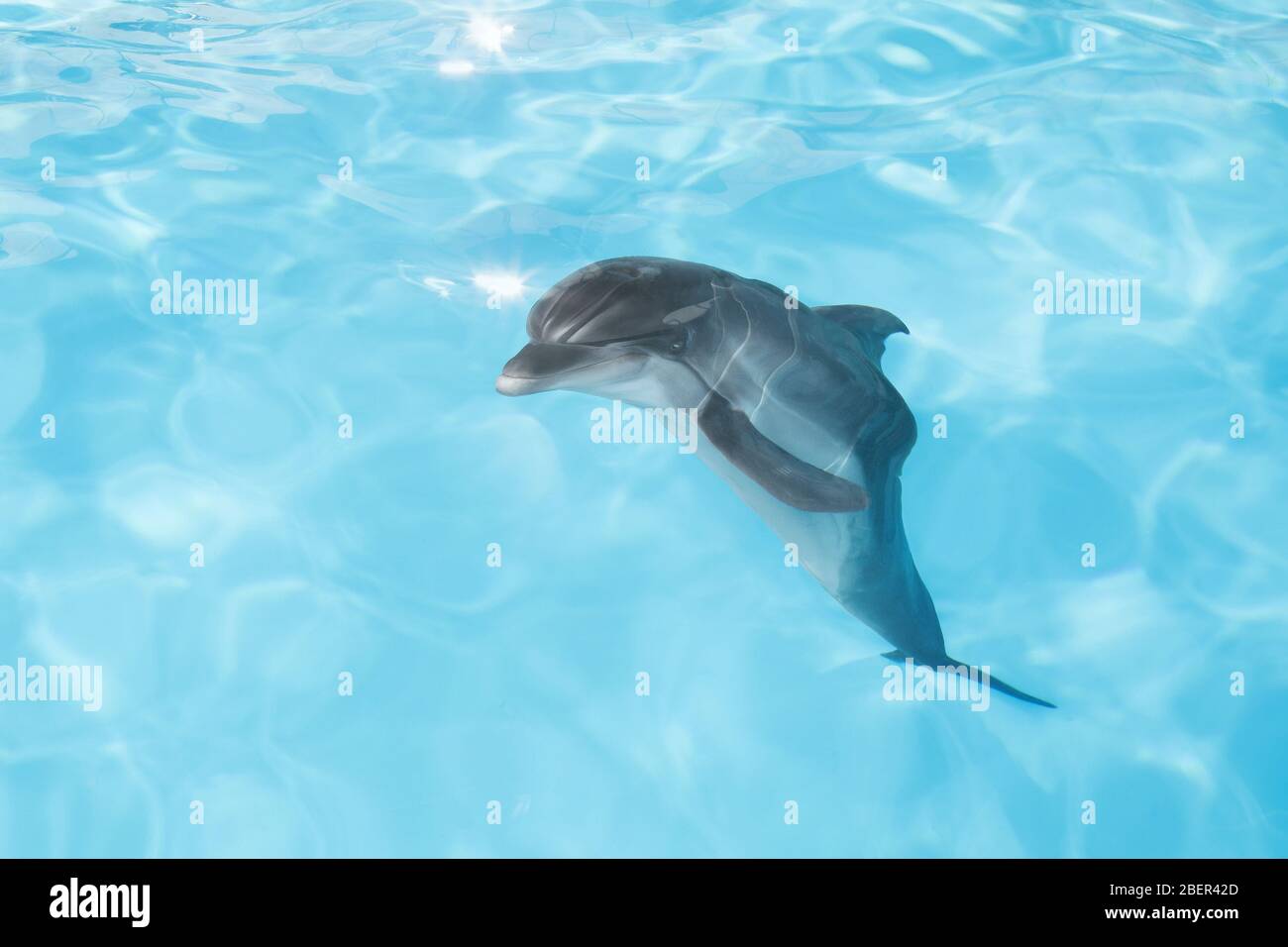 dolphin Stock Photo