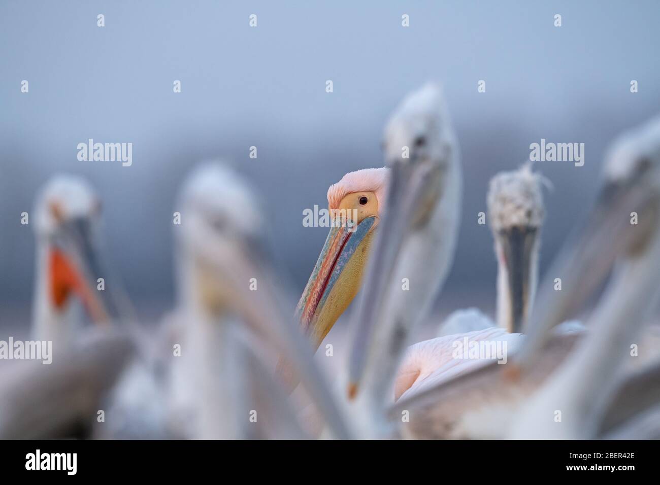 Pelicans, Lake Kerkini, Greece Stock Photo