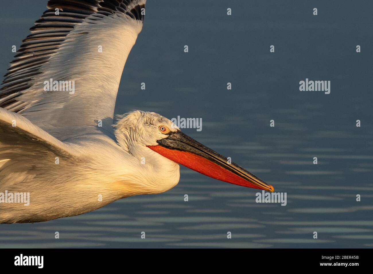 Lake kerkini flying pelican hires stock photography and images Alamy