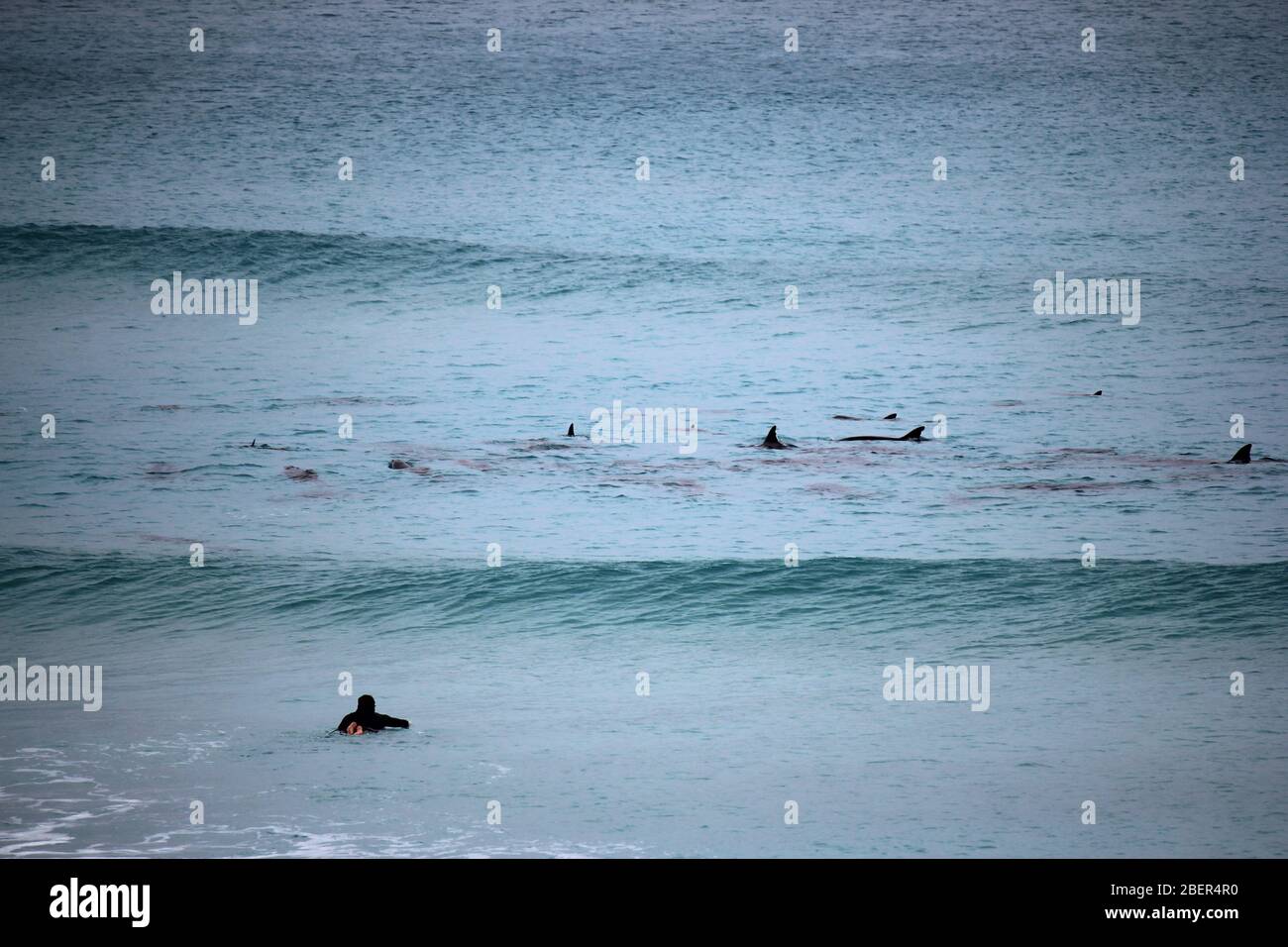 man surfing with Bottlenose dolphins surfing in the wild at Esperance
