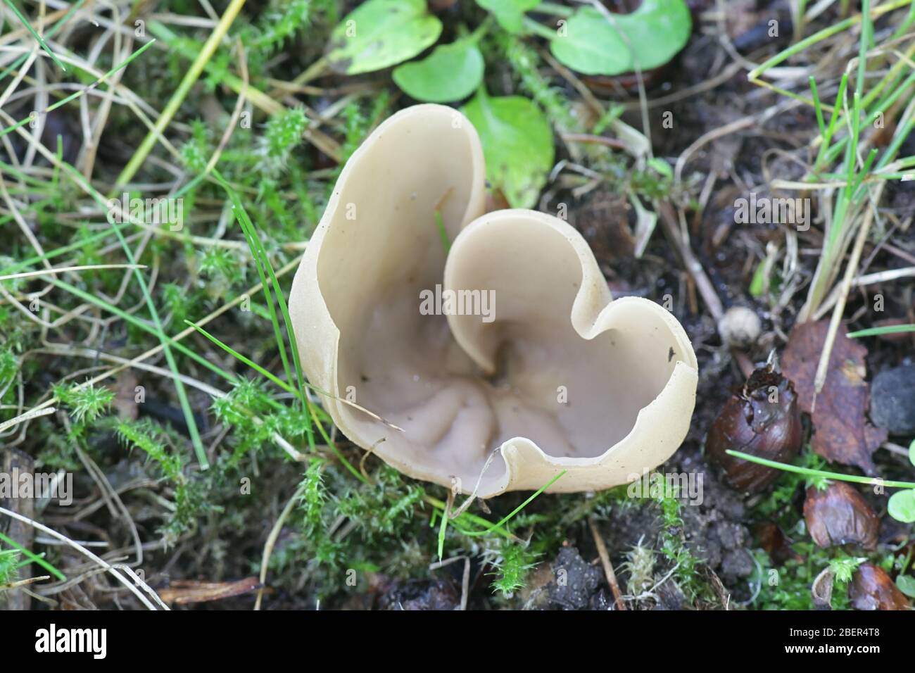 Otidea alutacea, a species of apothecial fungus belonging to the family Pyronemataceae Stock Photo