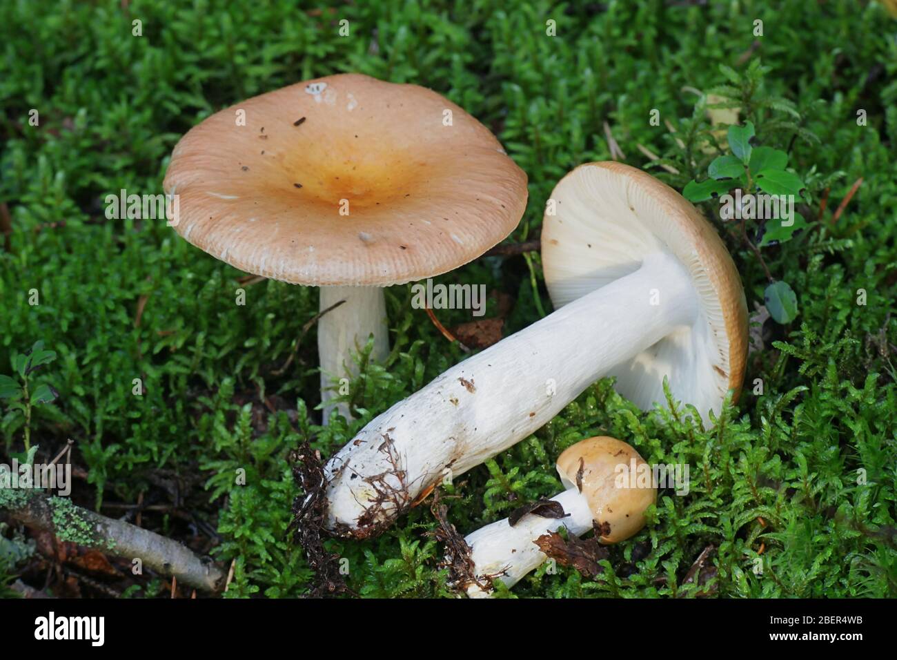 Russula decolorans, known as copper brittlegill, wild edible mushroom from Finland Stock Photo