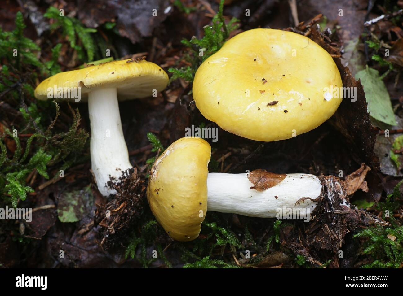 Russula claroflava, known as the yellow swamp russula or yellow swamp brittlegill, wild edible mushroom from Finland Stock Photo