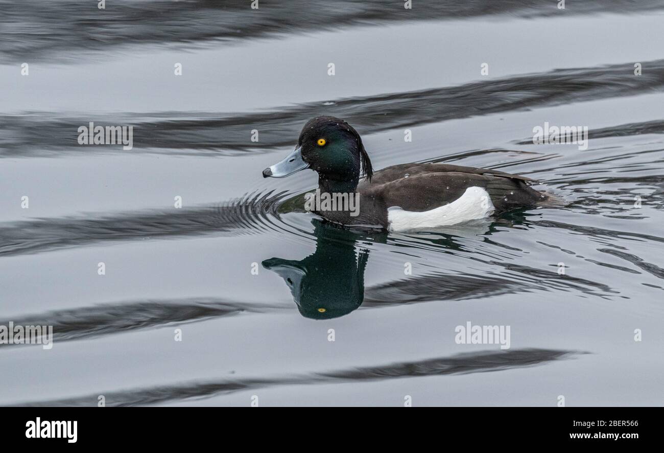 A single male tufted duck (UK) swimming on a lake. Stock Photo