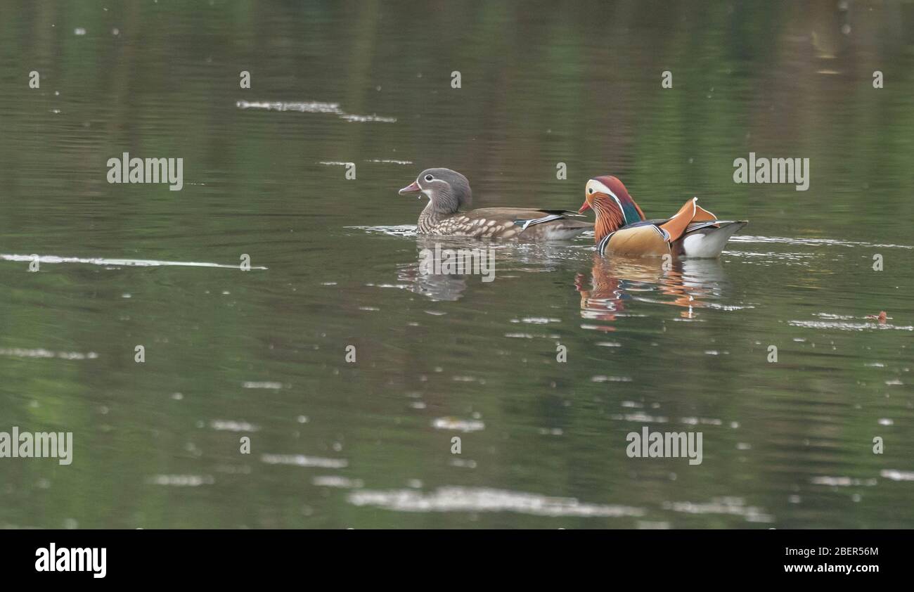 A male and female mandarin duck (uk) swimming on a lake Stock Photo - Alamy