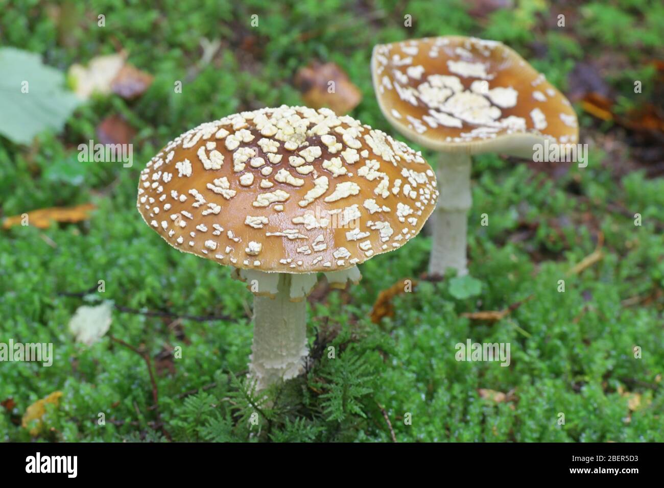 Amanita muscaria, known as the fly agaric or fly amanita, a poisonous toadstool from Finland Stock Photo