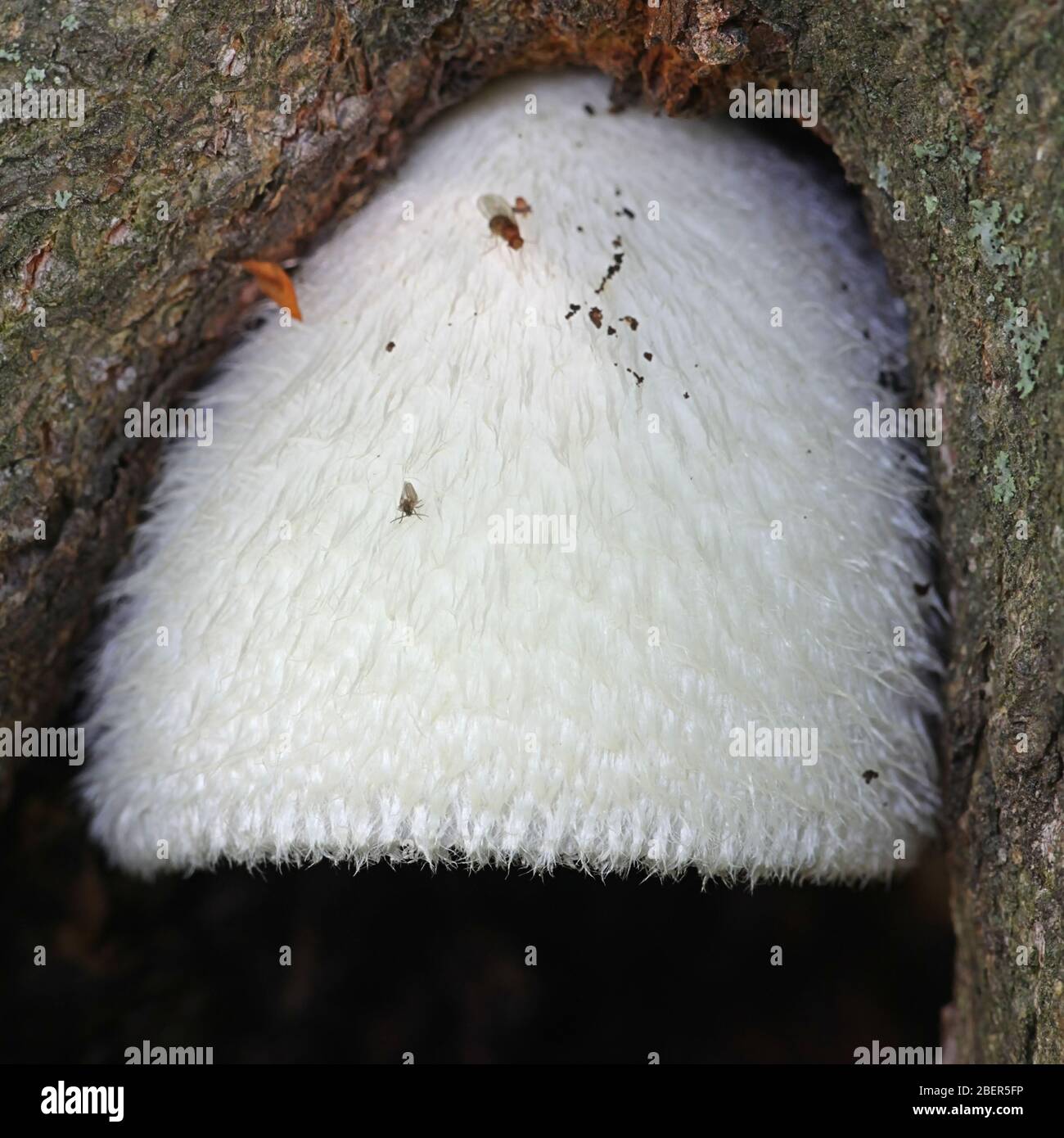 Volvariella bombycina, known as the silky sheath, silky rosegill, silver-silk straw mushroom, or tree mushroom, wild mushroom from Finland Stock Photo