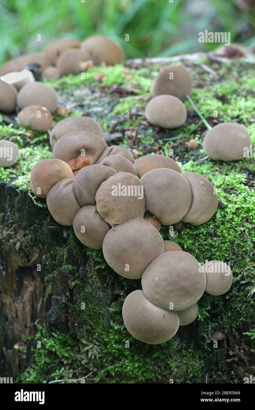 Lycoperdon pyriforme, commonly known as the pear-shaped puffball or stump puffball Stock Photo