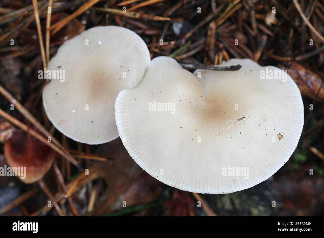 Clitocybe fragrans, known as Fragrant Funnel, wild mushroom from Finland Stock Photo