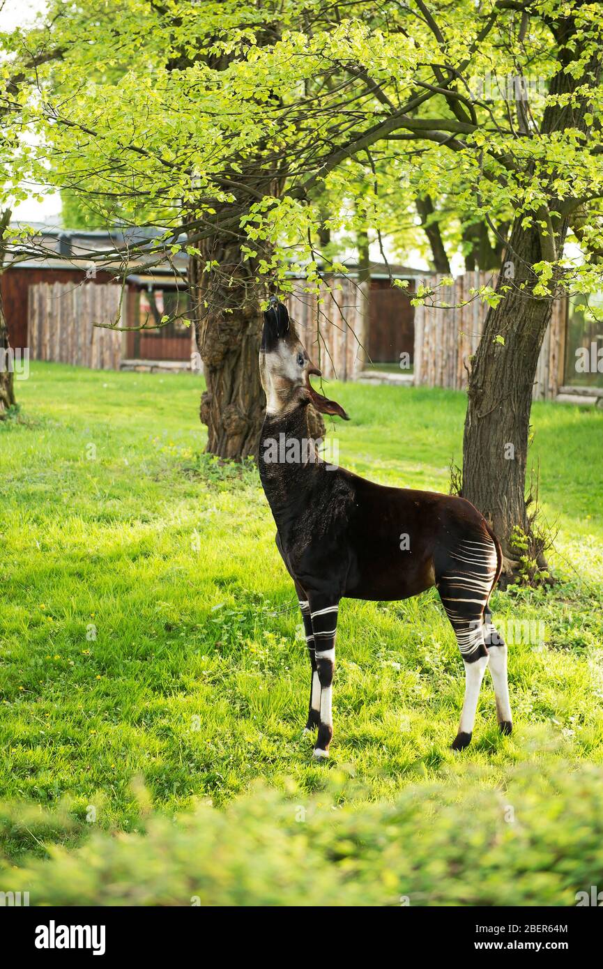 Okapi tongue hi-res stock photography and images - Alamy