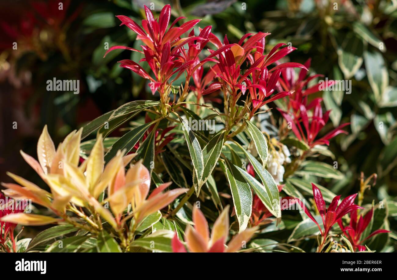 Colourful new growth on a Pieris Japonica bush Stock Photo