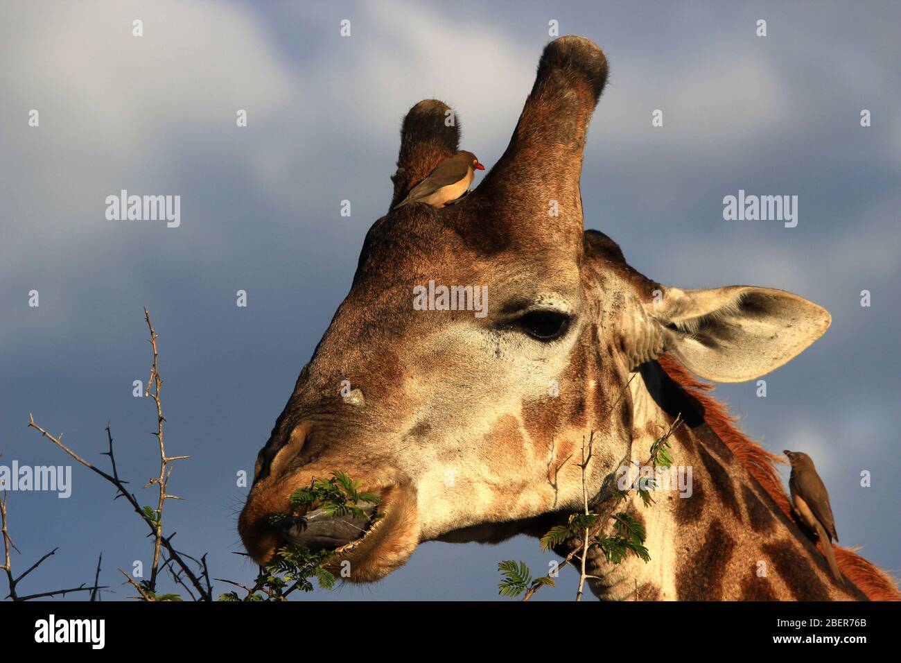 Accompanied by two red-billed oxpeckers, a giraffe grazes on acacia leaves (South Africa) Stock Photo