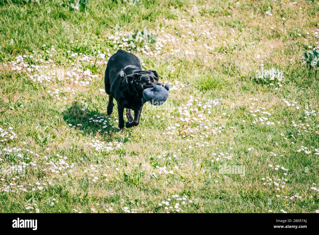 Dog playing in a green spring field. Going out for a walk and playing with the dog on a sunny day. Stock Photo