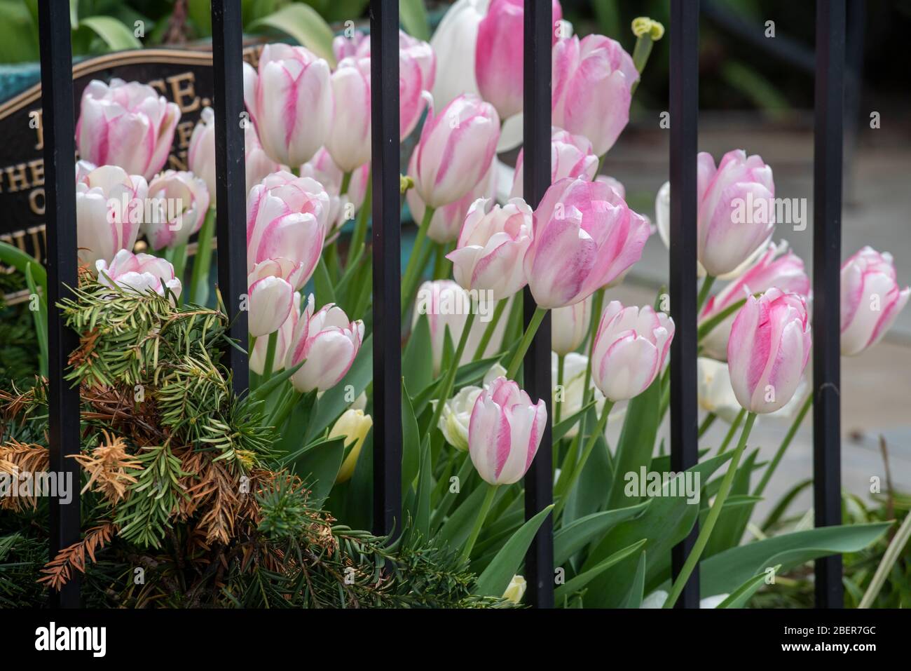 Tulips bloom on both sides of an iron fence, seemingly trying to escape the confines of their flower bed. Stock Photo