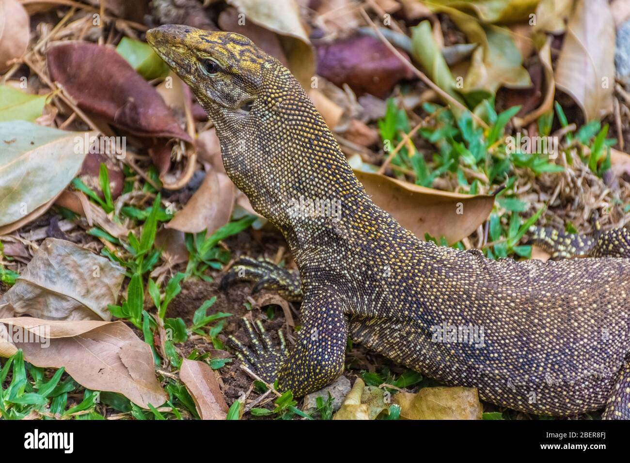 Asian Water Monitor Lizard in Singapore Botanic Garden Stock Photo Alamy