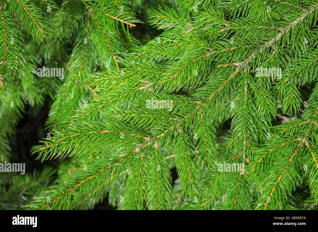 Natural background of green fresh spruce branches in close-up Stock Photo