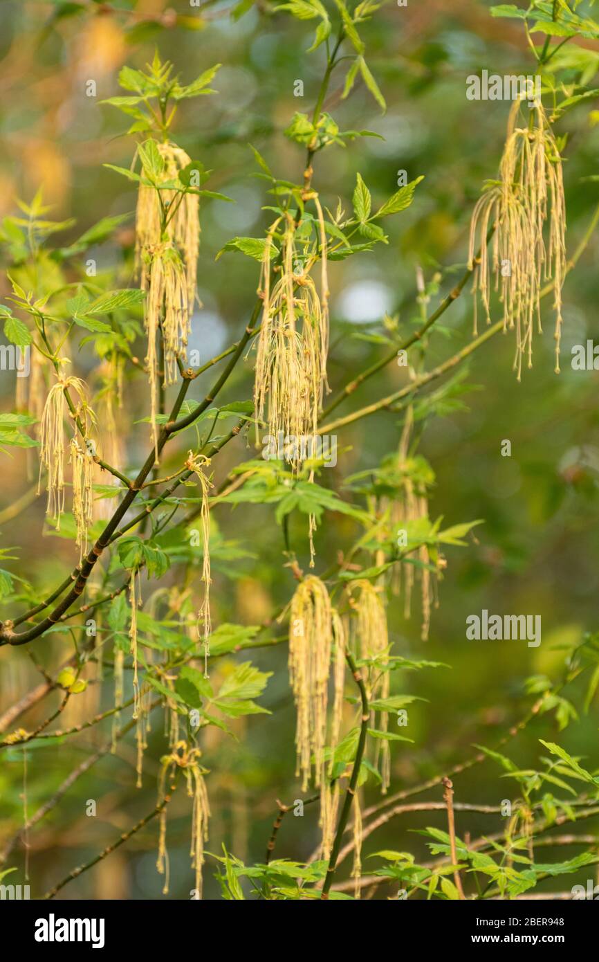 Box elder, also called boxelder maple tree (Acer negundo) with catkins or flowers in April Stock Photo