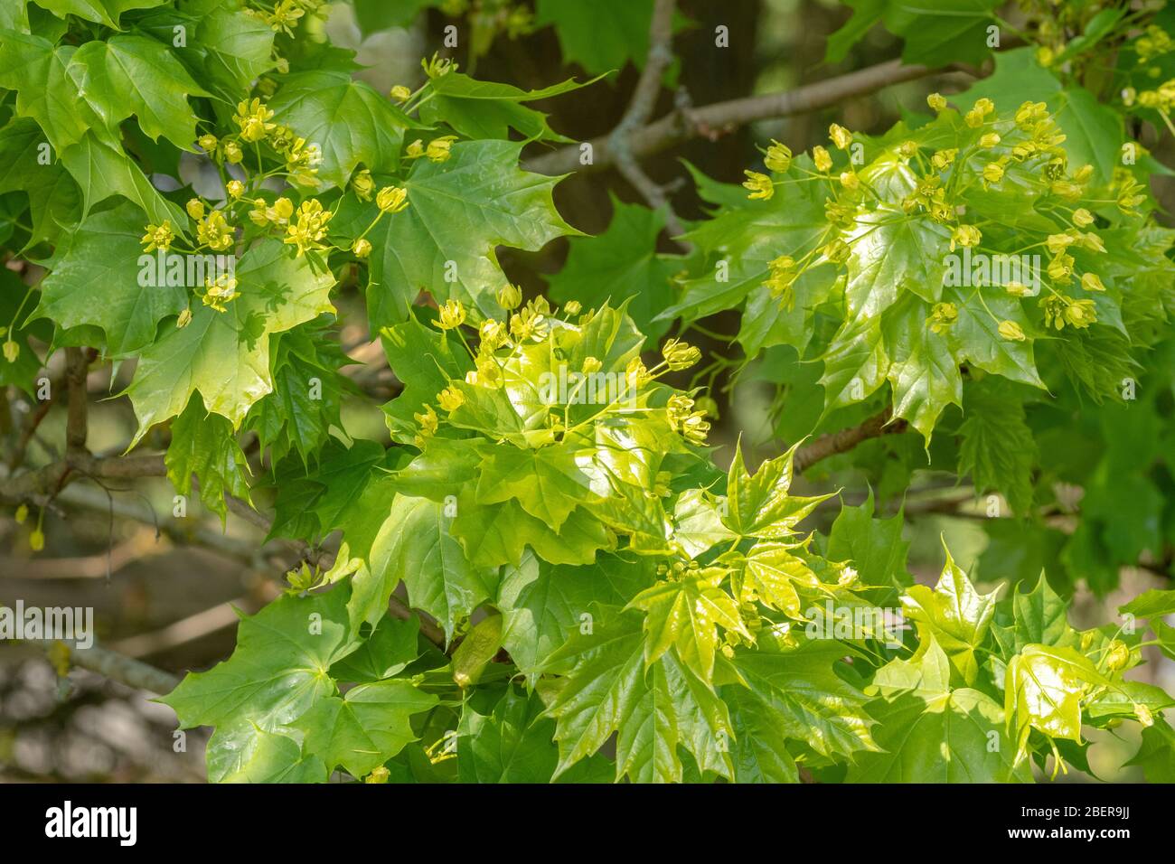 Norway maple tree (Acer platanoides) with flowers in April, UK Stock Photo