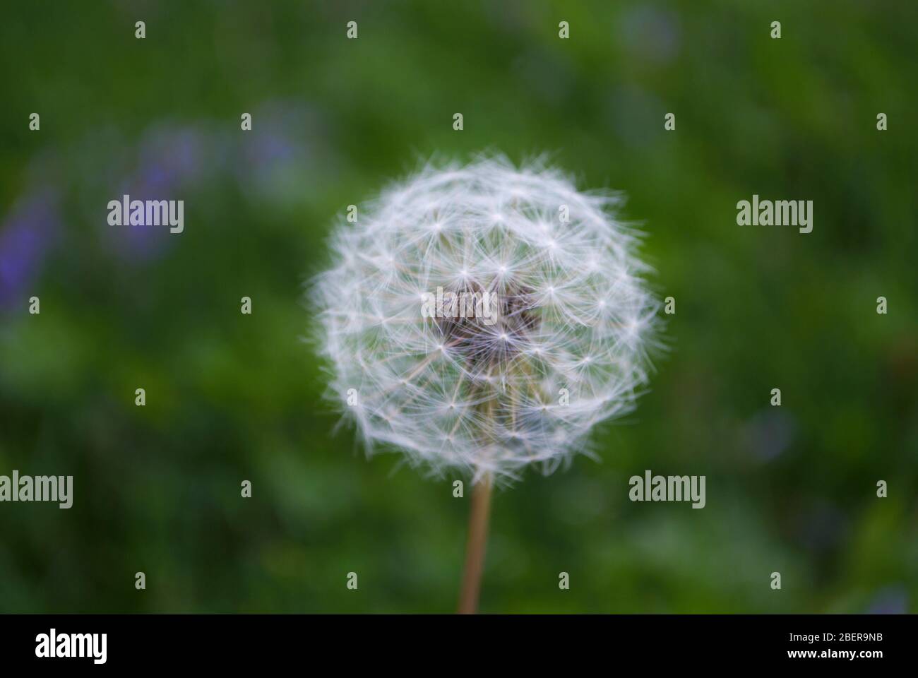 Close up of a dandelion growing in the field Stock Photo