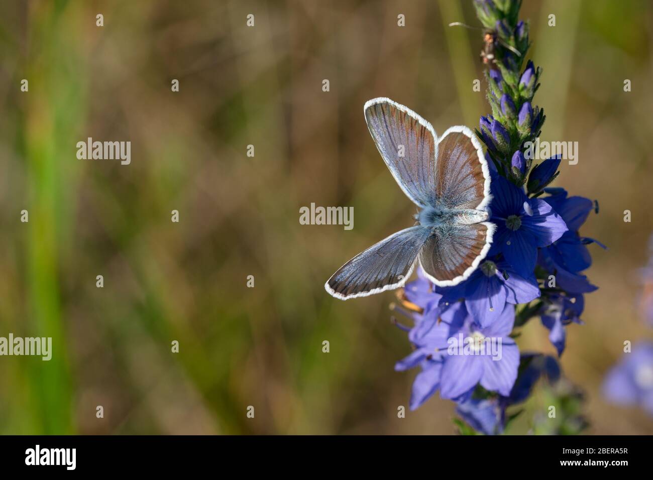Butterfly polyommatus bellargus sits on a blue flower. The background is blurred. Close-up. Free space for text or image. Wildlife. Stock Photo
