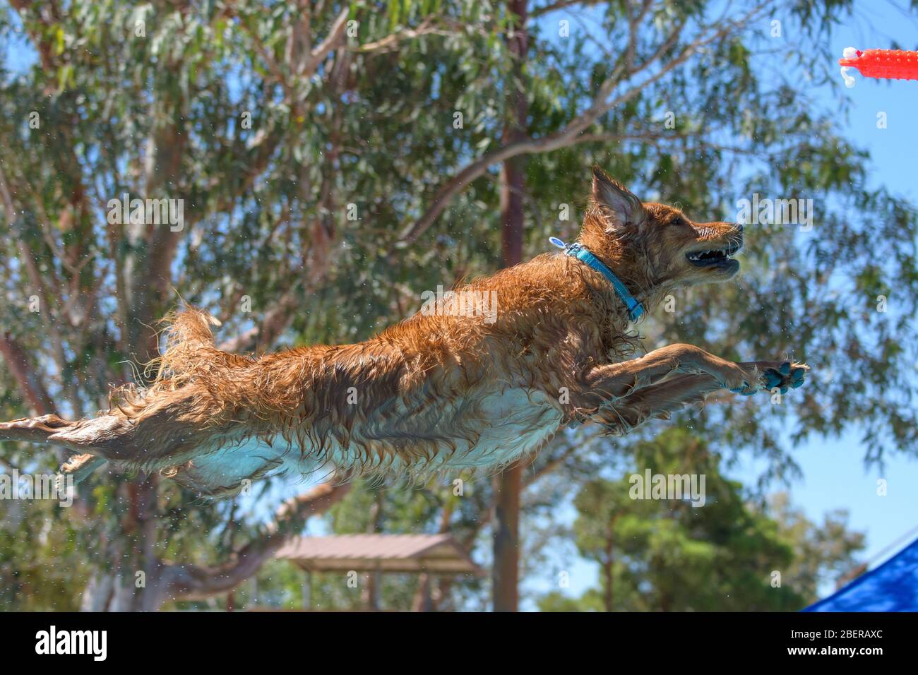 Golden retriever sale dock diving