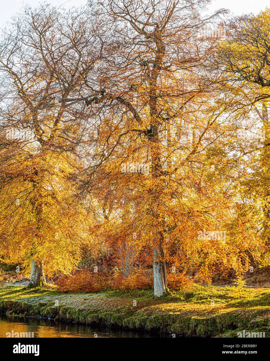 Autumnal scene with yellow, orange and red leaves on trees and    fallen on the ground Doune, Stirling, Scotland Stock Photo