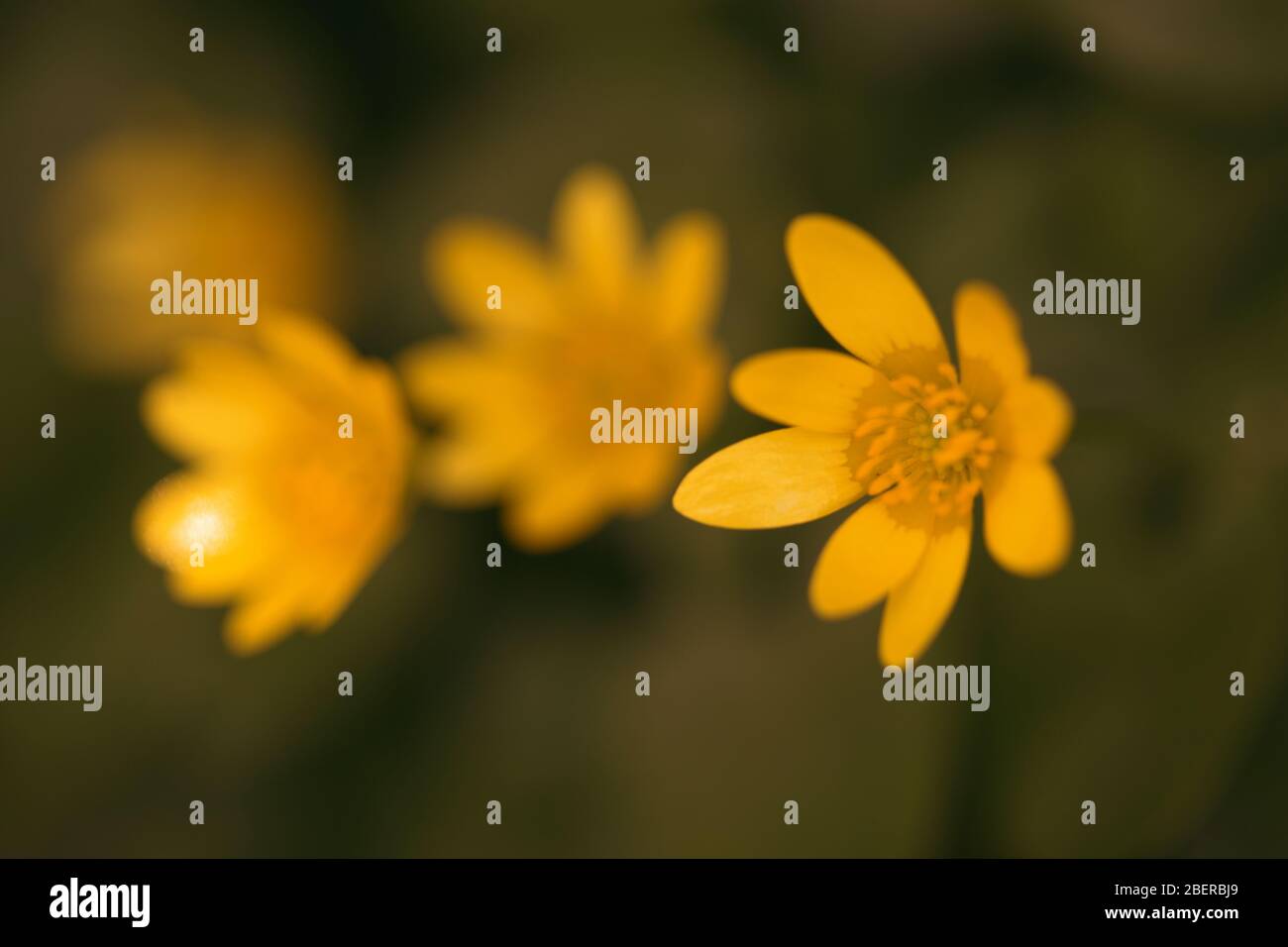 Focused yellow flower hi-res stock photography and images - Alamy
