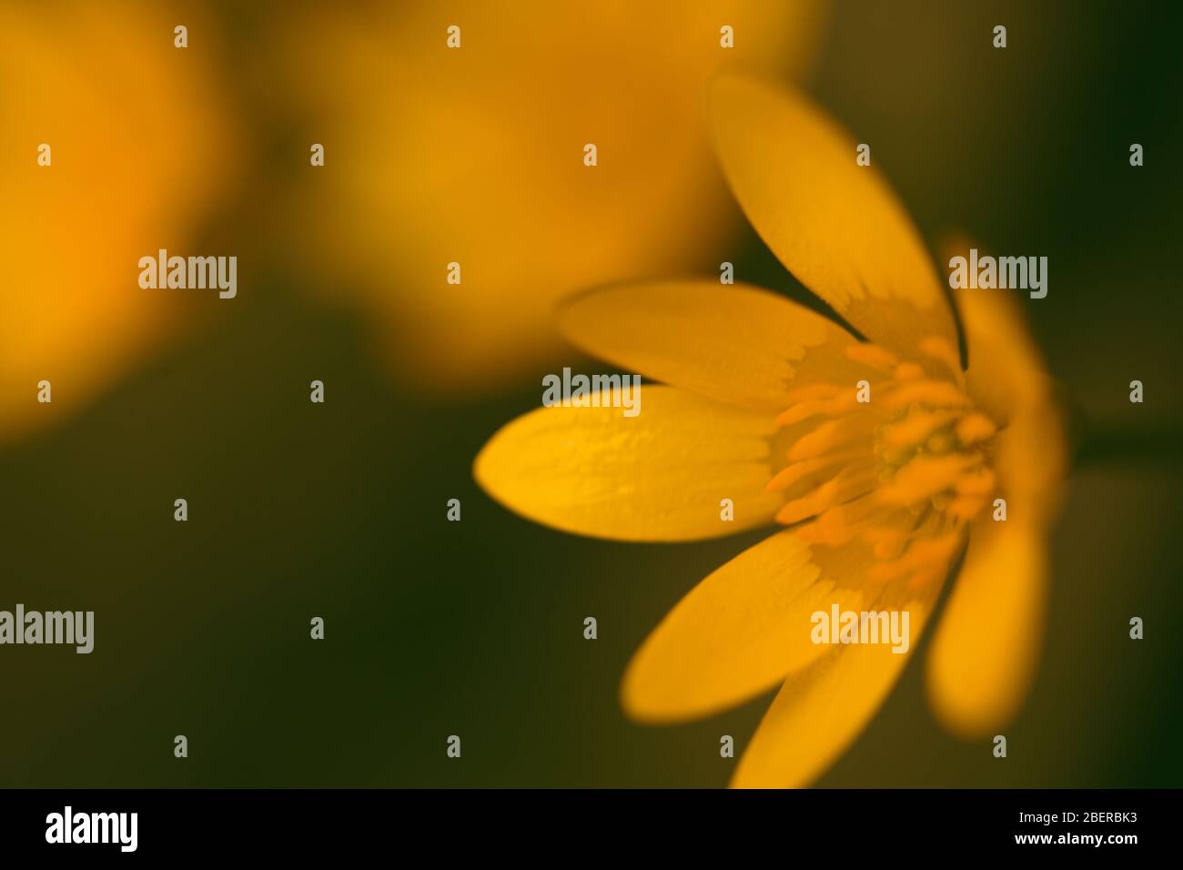 Abstract yellow flower hi-res stock photography and images - Alamy